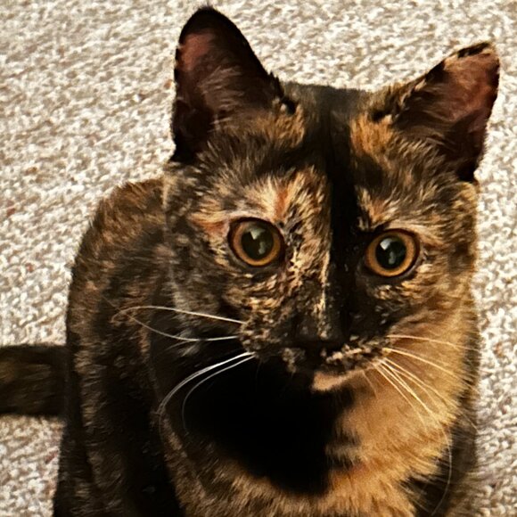 Meet your Posher, Lesia and Roomy Punkin - Picture 1 of 1